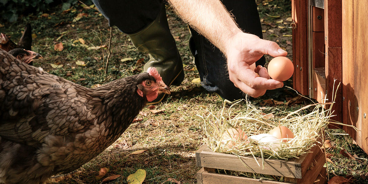 Free-range-chicken-hand-holding-hens-egg